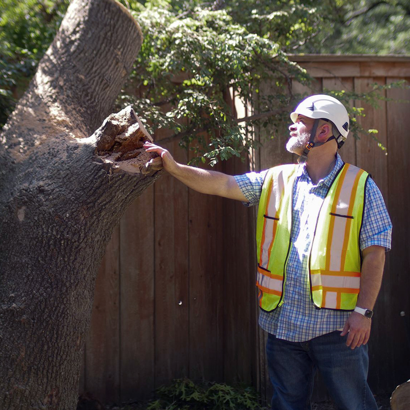 Construction worker in a reflective vest and hard hat touching a large fallen tree in a backyard, near a wooden fence.